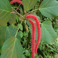 Acalypha hispida Burm.f.